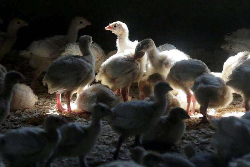 Bird_Flu_Human_Infection_87030