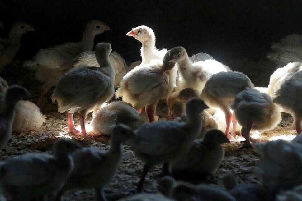 Bird_Flu_Human_Infection_87030