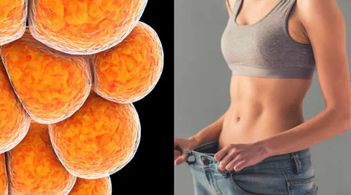 Not_all_fat_is_the_same